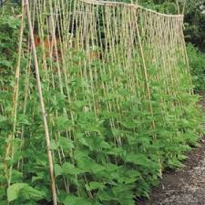 growing green beans how to plant green