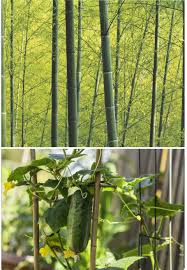 bamboo egmont commercial