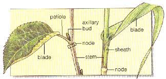 external leaf structure