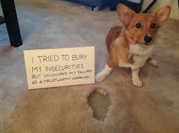 remy digs carpet dogshaming