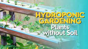 hydroponic gardening plants without