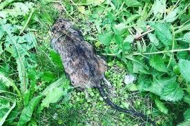Horrified Mum Finds Rat Bigger Than