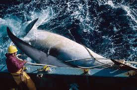 Whaling Stock Photos and Pictures   Getty Images