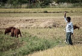 Problems of farmers in present day of Life