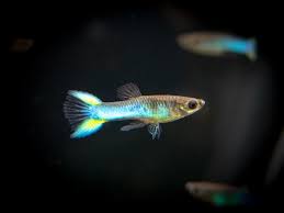 Guppies are livebearers, and so females release live babies about once a month. Endler S Guppy Size Lifespan Diet Tank Mates Video Dr Guppy