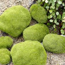 Fake Moss Rock Flocking Stone Lawn