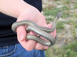 how to care for your garter snake