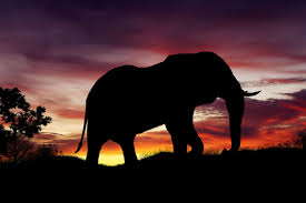 african elephant royalty free stock photo