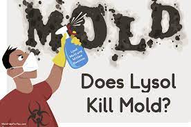 does lysol kill mold mold help for you