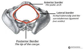 It is believed that dp is actually the posterior part of the puborectalis muscle. The Pelvic Girdle Structure Function Assessment Teachmeanatomy