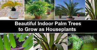 15 Indoor Palm Plants Types And Care