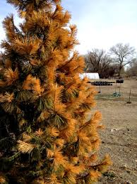 If pruned in the summer, the tips of the pruned branches can turn an unsightly brown. Are Your Evergreens Looking Yellow Or Brown This Might Be Why Fort Collins Nursery