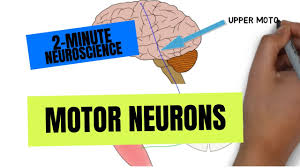2 minute neuroscience motor neurons