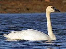 Do Swans Honk: Do they Quack?