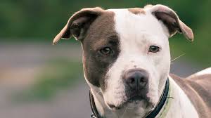 Male pit bulls usually weigh between 35 and 65 pounds. American Pit Bull Terrier Price Temperament Life Span