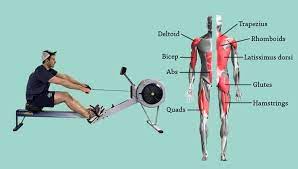 rowing machine muscles what muscles do