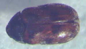 carpet beetle in house pest control