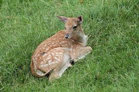 Baby Deer Alone