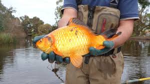 wild goldfish turn from pet to pest