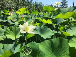 Kenilworth Aquatic Gardens