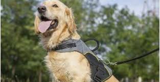 5 Best Dog Harnesses For Golden Retrievers Reviews Updated 2021 Dog Product Picker