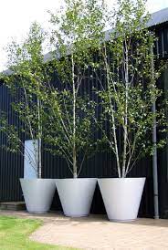 Planting A Silver Birch Architectural