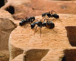 why do i have carpenter ants in winter