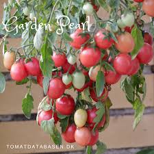 tomatdatabasen