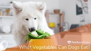 What Vegetables Can Dogs Eat A List Of