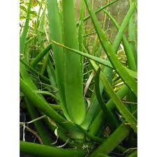 Lidah buaya ditemukan di kawasan kering di afrika, karena itu si lidah buaya ini hampir memiliki sifat sama dengan tanaman kaktus. Lidah Buaya Jumbo Pontianak