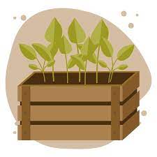 Wooden Box With Seedlings Gardening