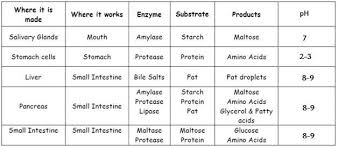 Make A Chart Of Enzymes Secreted By Different Digestive