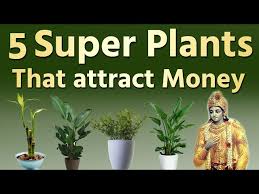 5 Super Plants That Attracts Wealth And