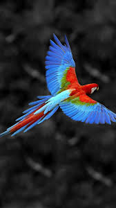 flying colorful parrot bird