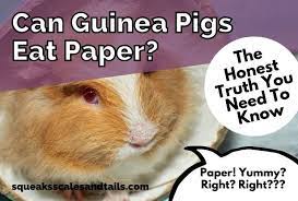 can guinea pigs eat paper the honest