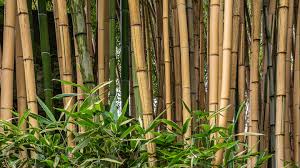 How To Grow And Take Care Of Bamboo Plants