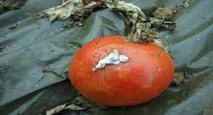 Domates beyaz çürüklük - tedaviler, tanımlama ve