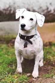 meet hoshi cleveland s cutest dog