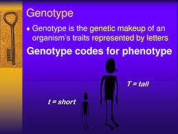ppt genes alleles genotype
