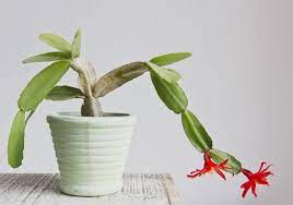 Christmas cactus, thanksgiving cactus, and easter cactus belong to a group of similar species that are often all sold under the name christmas cactus or holiday cactus. the main differences between the succulents lie in their leaves and bloom cycles Christmas Cactus Care The Complete Guide