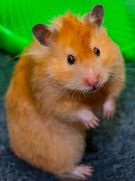 Syrian Hamster Care Facts Colors Life Span Shorthair