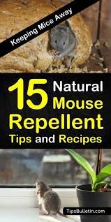 Here are a few ways to do it. 15 Brilliant Diy Mouse Repellents Tips