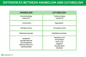 catabolic and anabolic reactions