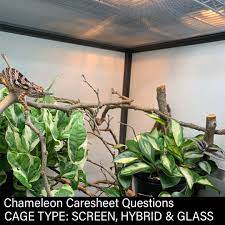 chameleon cage type screen hybrid