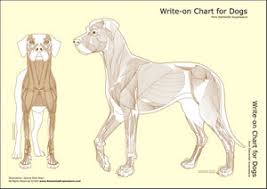 Write On Chart For Dogs Muscular View