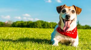 At center veterinary clinic, we offer a variety of services to care for your pet. Top 10 Ways To Keep Your Pet Happy And Healthy Vetsource