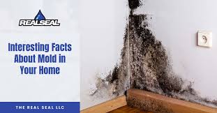 Interesting Facts About Mold In Your