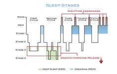 50 Best Biological Sleep Cycles And Rhythms Images Sleep