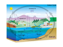 what is the carbon cycle