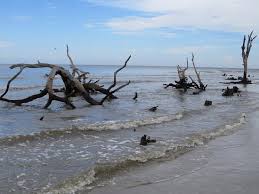 High Tide Picture Of Driftwood Beach Jekyll Island